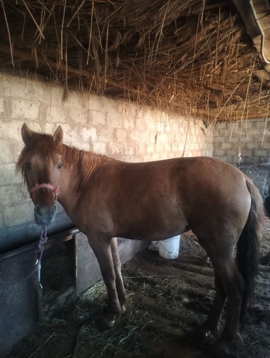 Семіз байтал сатылады