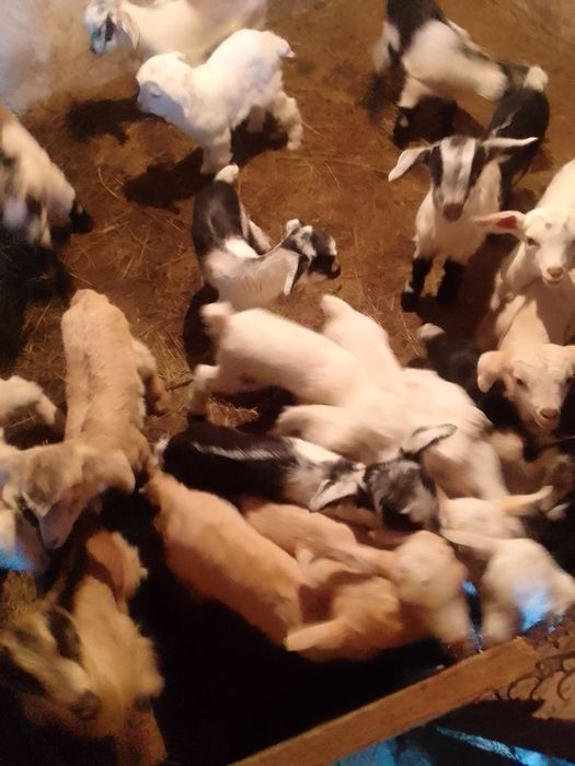 Козлики альпийские