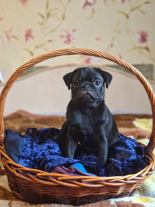 Девочка мопс черная последняя