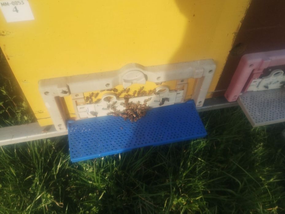 Vând stupi de albine