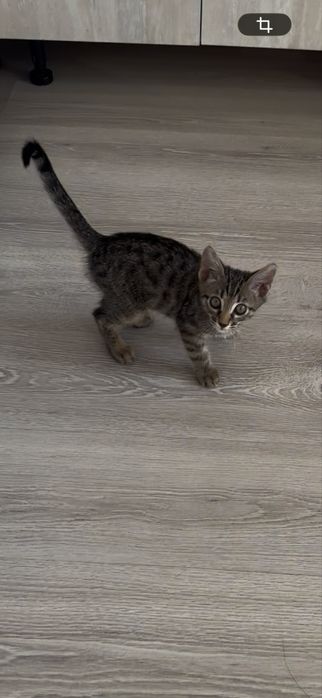 Отдам котенка мальчик бенгал