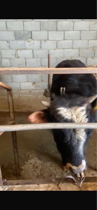 Подсосы, подсос, букаша, бука