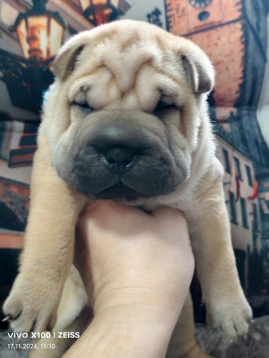 Очаровательные щенки шарпея.