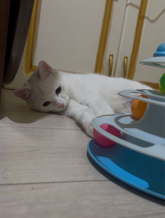 Кошка 8 месяцев.