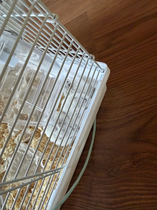 Хомяки джунгарские