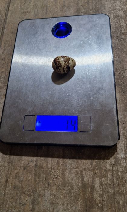 Oua incubat/consum Japoneza Gigant