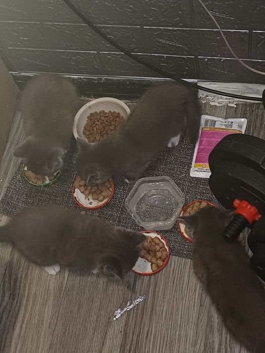 Отдам даром котят