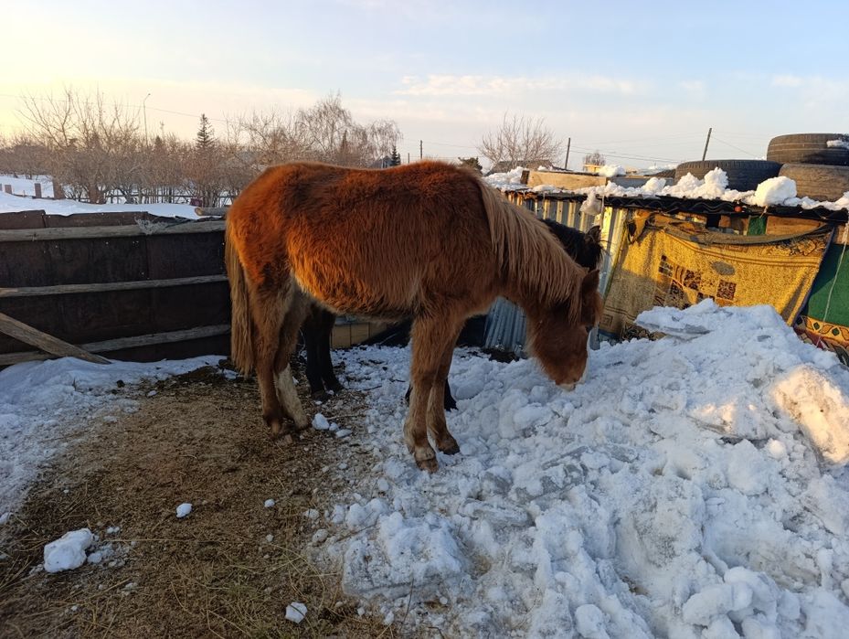 Продам тайчика девочка