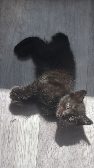 Милые котята только в добрые руки