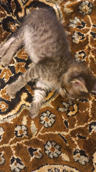 Ваш любимый питомец