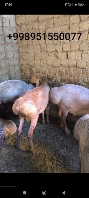 Arashan qochqorla 97 sm boyili