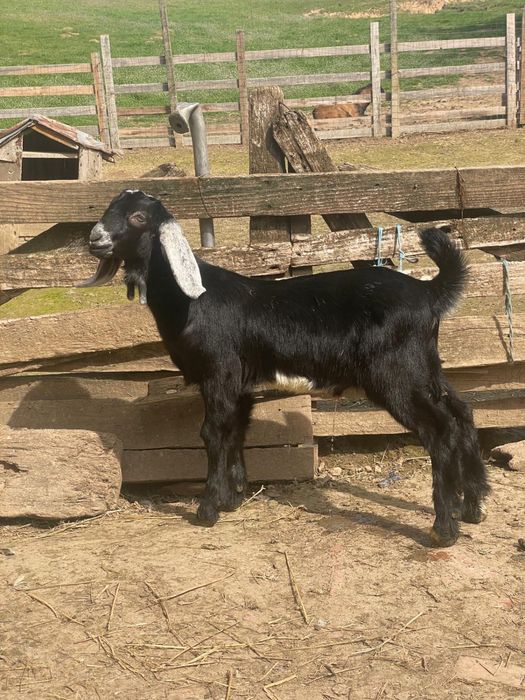 De vanzare tap tanar anglo nubian