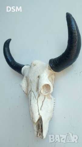 Пано Скелет с Рога на Овен за Декорация на Стена 26см