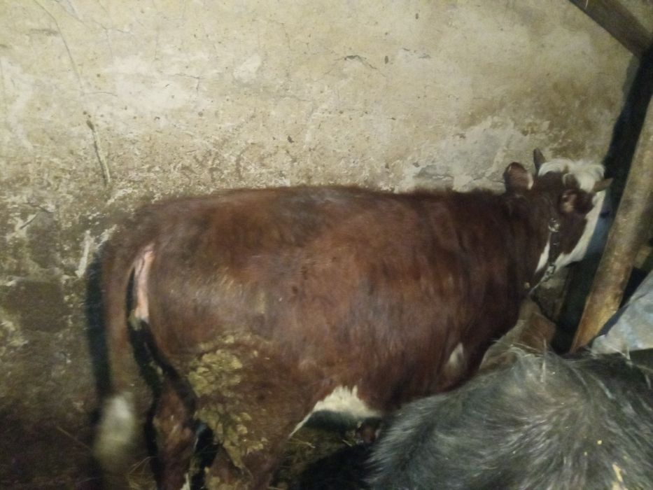 Продам телочку упитаная