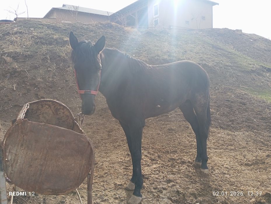 Киргиз парода от купкари учун