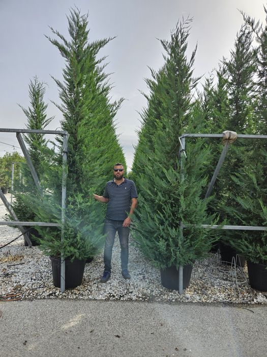 Leylandy 4/5m calitate superioară