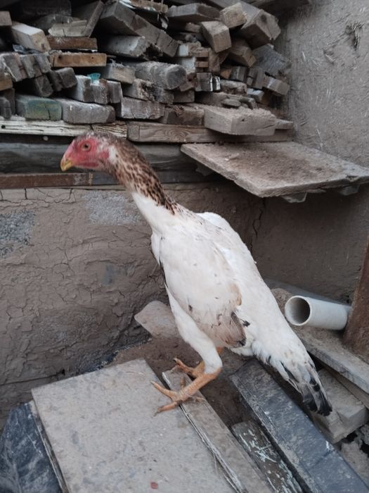 2 ta hamtana yirik uzun yahshi toza zot joja tovula