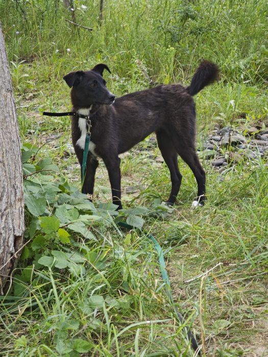 Ищет самые добрые руки СТЕРИЛИЗОВАННАЯ девочка Гера