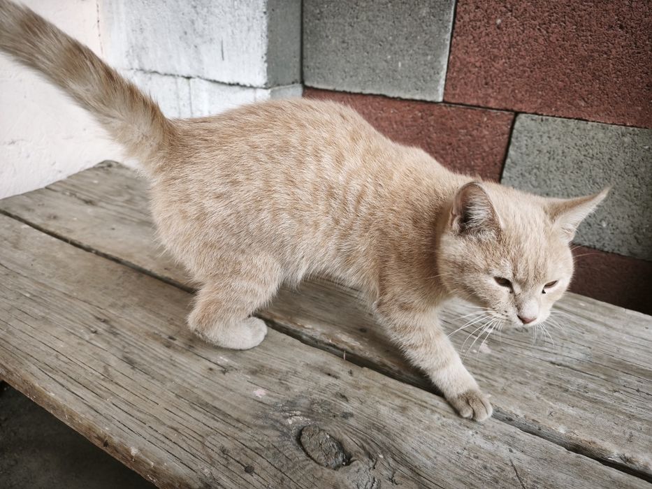 Котенок, возраст 4 месяца