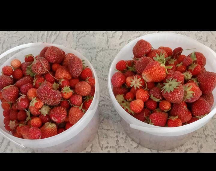 Клубника домашняя