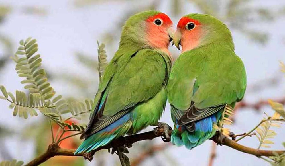 Попугай неразлучники