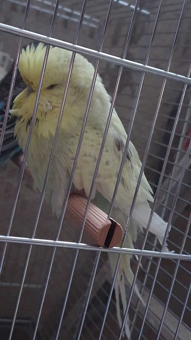 Papagali Peruși standard și normali – pui și adulți