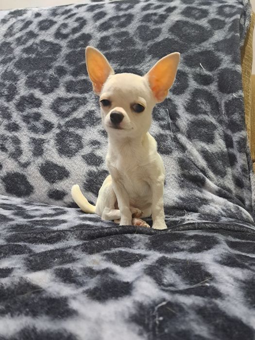 Вязка мини Чихуахуа