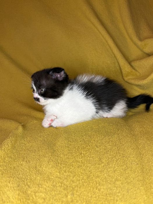 De vânzare 4 puiuți scottish fold
