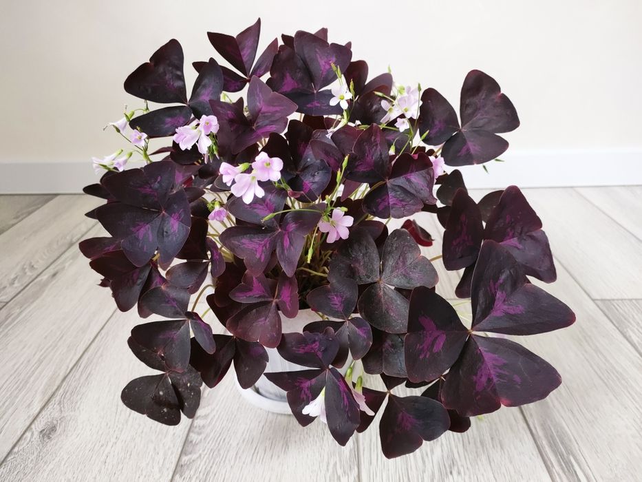 Растения с доставкой