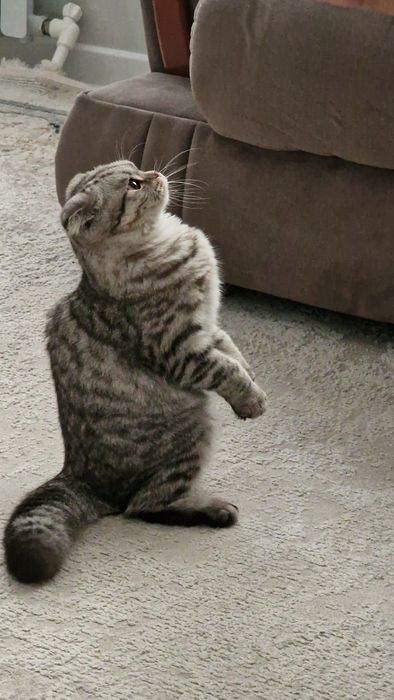 Отдам в добрые руки Вислоухие кошки