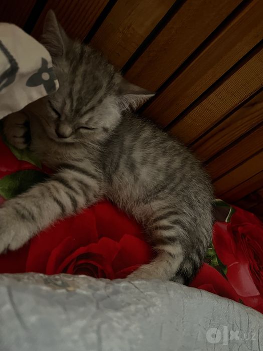 Mushuklar, кошки