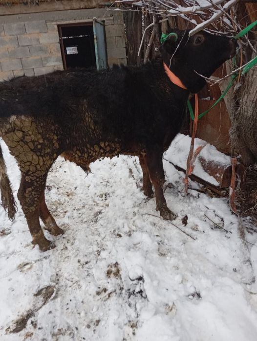 Продам бычка село Кайназар