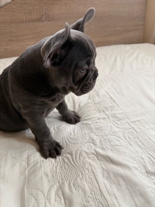 Френски булдог Blu tan