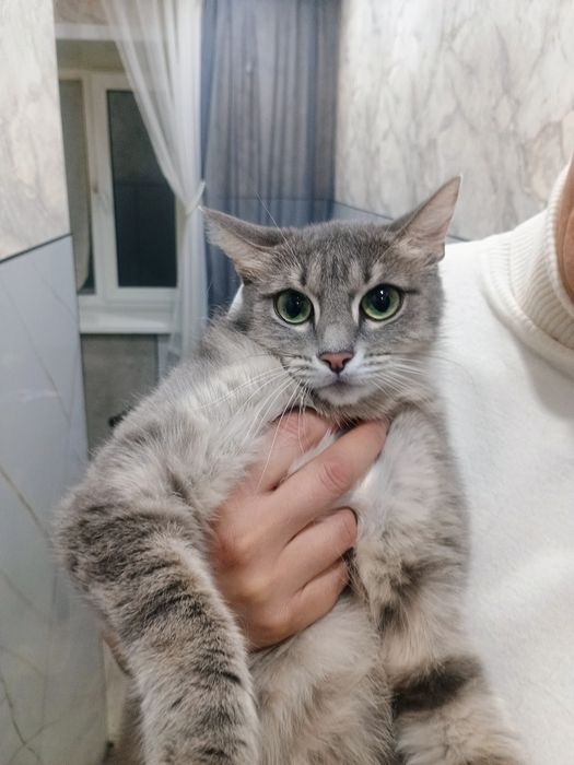 Отдам кошечку в добрые руки