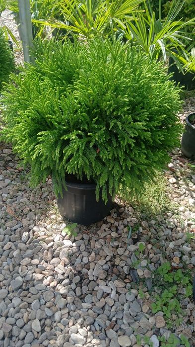 Criptomeria japonica oferta pret