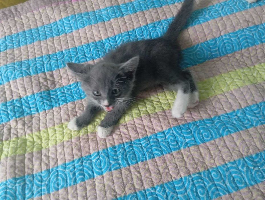 Отдам котят в добрые руки