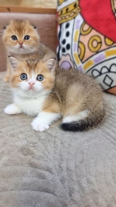 Шотландские котята девочка и мальчик