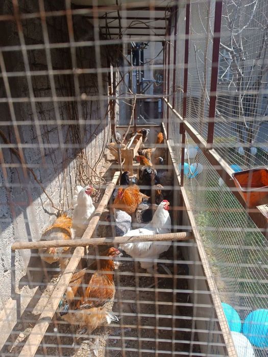 Brama joja va tovuq xorozlar