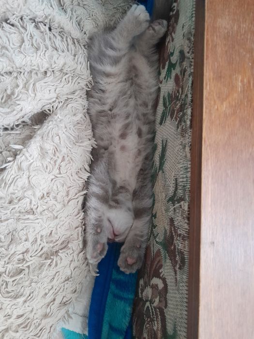 Шотландский вислоухий котенок