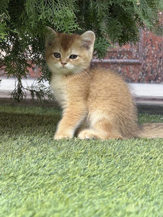 Котята породистые (скоттиш фолд и страйт)