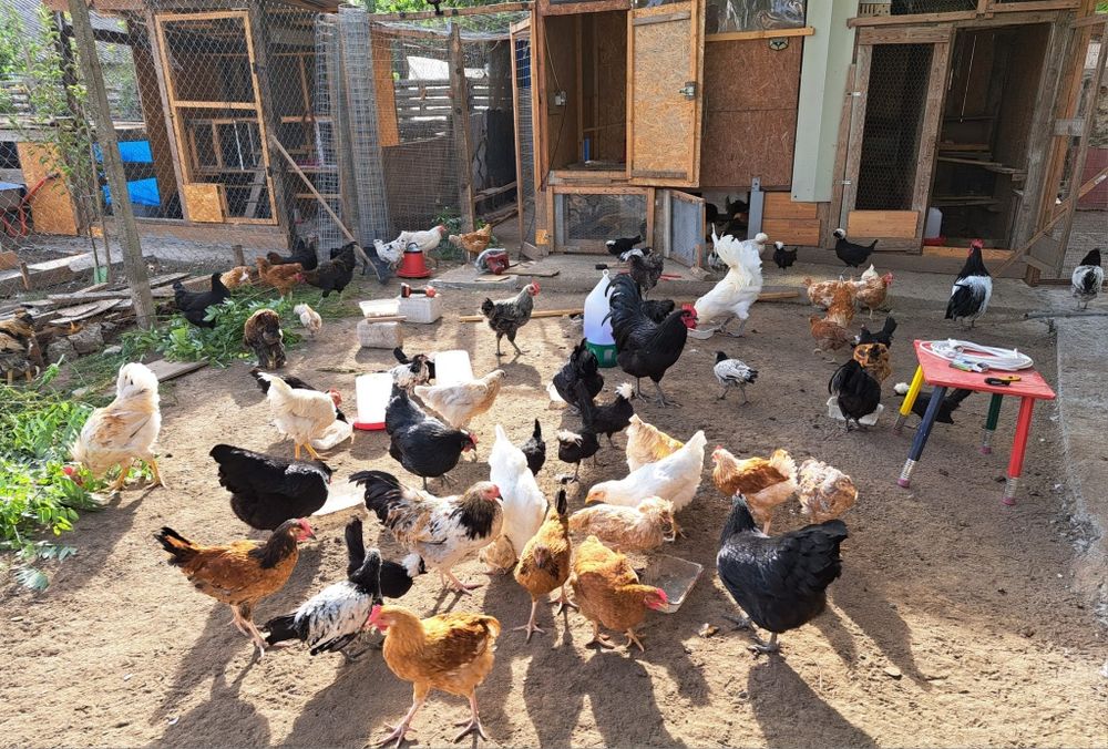 Vând oua de incubat