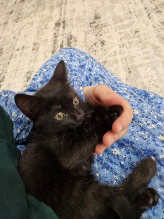 Отдам в добрые руки котят