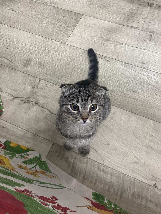 Отдам котенка бесплатно