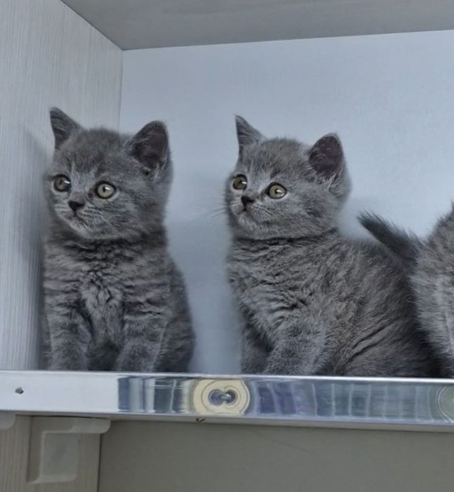 Продаются чистокровные Британцы