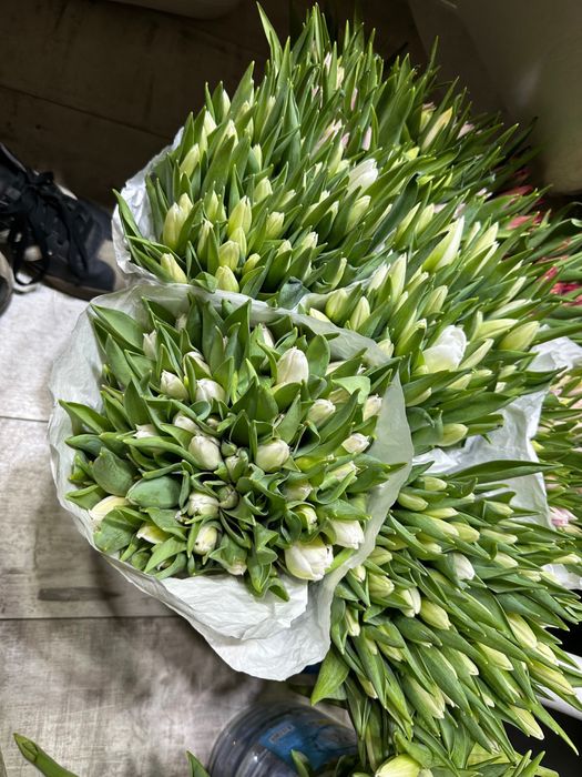 Тюльпаны от 100 штук оптом