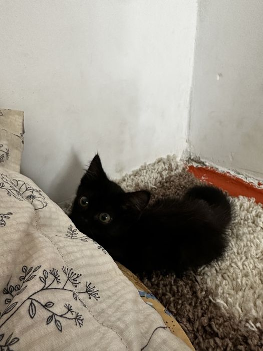 Котенок пушистый