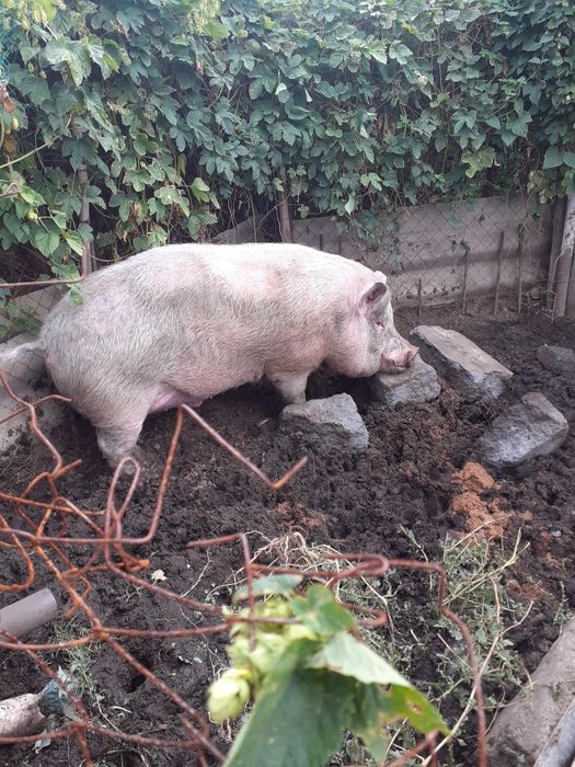 Продам хряка производителя