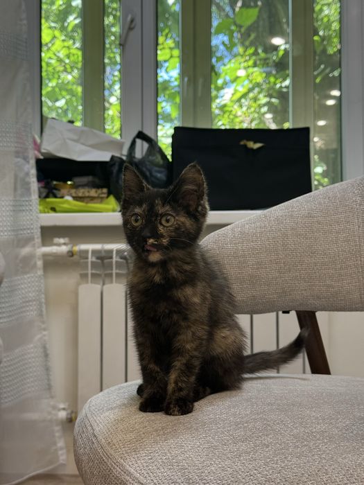 Отдам в добрые руки котенка