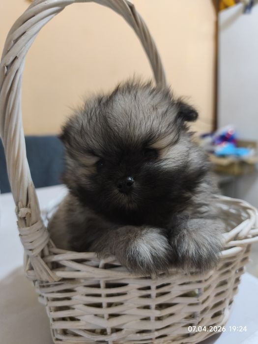 Продам щенков шпица