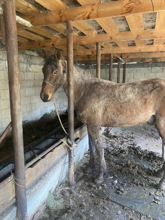 Кунан сатылады 2 ден 3 кетти!